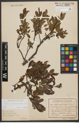 Foto von Salix waldsteiniana Willd.